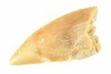 Serrated, Raptor Tooth - Real Dinosaur Tooth #295724-1